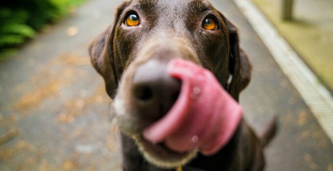 Photo Anxious dog
