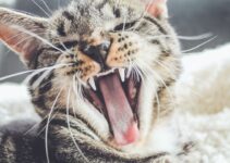 “How to Train Your Cat to Use a Scratching Post” “How to Train Your Cat to Use a Scratching Post”