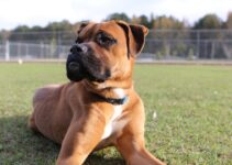 “The Importance of Regular Playdates for Your Dog” “The Importance of Regular Playdates for Your Dog”