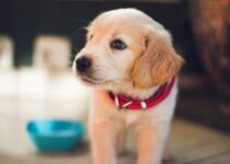 “How to Recognize Signs of Anxiety in Pets During Holiday Festivities” “How to Recognize Signs of Anxiety in Pets During Holiday Festivities”