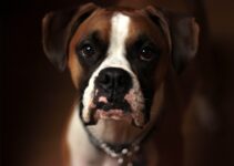 “How to Find the Perfect Pet Sitter or Walker” “How to Find the Perfect Pet Sitter or Walker”
