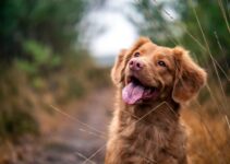 “How to Introduce a New Pet to Your Home During the Holidays”