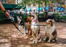 “Top 5 Supplements to Boost Your Pet’s Immune System”