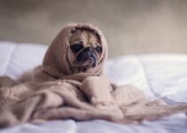 “Tips for Managing Multi-Pet Households During Festive Gatherings” “Tips for Managing Multi-Pet Households During Festive Gatherings”
