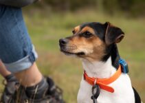 “How to Prevent Winter Weight Gain in Your Pets”