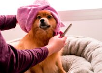 “The Benefits of Massage Therapy for Pets” “The Benefits of Massage Therapy for Pets”