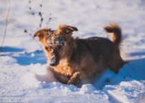 “Training Your Puppy to Adjust to Winter Weather”