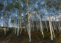 “Birch Juice: The Natural Drink Taking Over Health Stores” “Birch Juice: The Natural Drink Taking Over Health Stores”