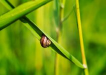 “Snail Mucin: How This Unusual Ingredient Is Changing Skincare”