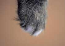 “How to Make Homemade Paw Balm for Winter Protection”