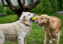 “How to Help Your Pet Lose Weight Safely After the Holidays”