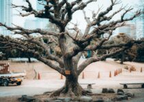 “Developing Patience: Cultivating a Calm and Steady Mind”