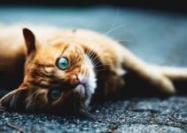 “How to Transition Your Pet to a New Routine Post-Holidays” “How to Transition Your Pet to a New Routine Post-Holidays”