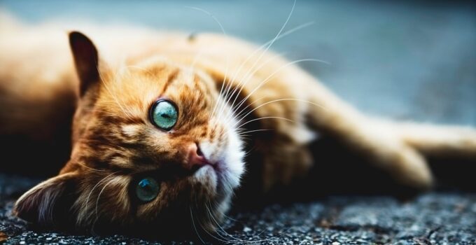 Photo Pet schedule