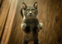 “Understanding Your Pet’s Dental Health: A Winter Check-Up Guide”