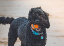 “Pet Insurance: Is It Worth It for Winter Emergencies?” “Pet Insurance: Is It Worth It for Winter Emergencies?”
