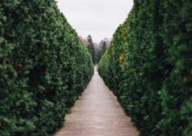 “The Impact of Digital Detox on Mental Health”