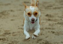 “Winter Exercise Routines for Pets to Burn Off Extra Calories” “Winter Exercise Routines for Pets to Burn Off Extra Calories”