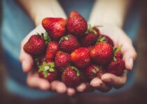 “The Best Foods for Your Pet’s Health in 2025”