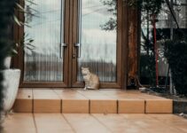 “Pet-Proofing Your Home: Safety Tips for New Pet Owners” “Pet-Proofing Your Home: Safety Tips for New Pet Owners”