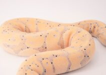 “How to Manage Your Pet’s Weight and Avoid Obesity” “How to Manage Your Pet’s Weight and Avoid Obesity”