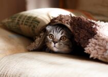 “Best Practices for Introducing a New Pet to Your Home” “Best Practices for Introducing a New Pet to Your Home”