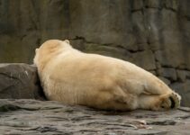 “Do Animals Hibernate in January? A Look at Winter Wildlife”