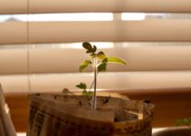 “How to Develop a Growth Mindset in Challenging Times”