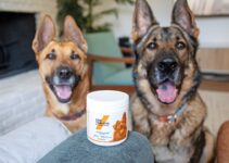 “Common Pet Health Problems and How to Prevent Them”