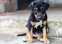 “10 Fun Indoor Activities for Dogs During the Winter” “10 Fun Indoor Activities for Dogs During the Winter”