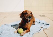 “How to Care for Senior Pets: Tips for Older Dogs and Cats” “How to Care for Senior Pets: Tips for Older Dogs and Cats”