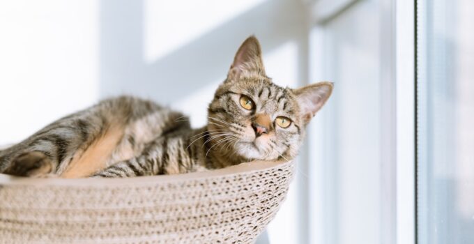 Photo Pet carrier