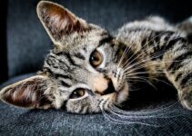“How to Make Your Cat Comfortable During Cold Months” “How to Make Your Cat Comfortable During Cold Months”