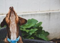 “How to Choose the Right Pet Accessories for Your Dog or Cat”