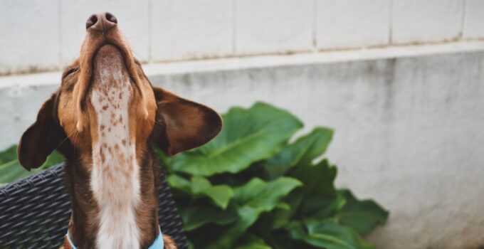 Photo Pet collar