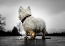 “How to Prevent Fleas and Ticks on Your Pets” “How to Prevent Fleas and Ticks on Your Pets”