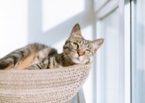 “How to Care for Exotic Pets: Tips for Owners of Reptiles, Birds, and More”