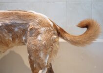 “How to Bathe Your Pet: Step-by-Step Guide”