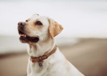 “How to Avoid Common Pet Care Mistakes”