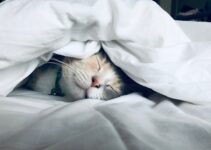 “How to Monitor Your Pet’s Health and Spot Potential Issues Early” “How to Monitor Your Pet’s Health and Spot Potential Issues Early”