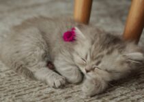 “How to Help Your Pet Adjust to a New Baby”