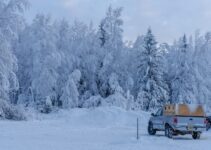 “The Hidden Life of Trees in Winter: How Do They Survive the Cold?”