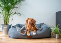 “Senior Pet Care: Adapting to Your Pet’s Changing Needs”