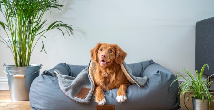 Photo Pet bed