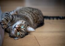 “Cat Behavior Problems Solved: Expert Solutions” “Cat Behavior Problems Solved: Expert Solutions”