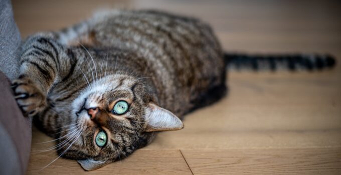 Photo Cat scratching