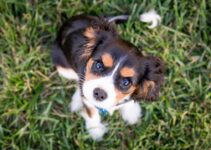 “First-Time Dog Owner’s Survival Guide”