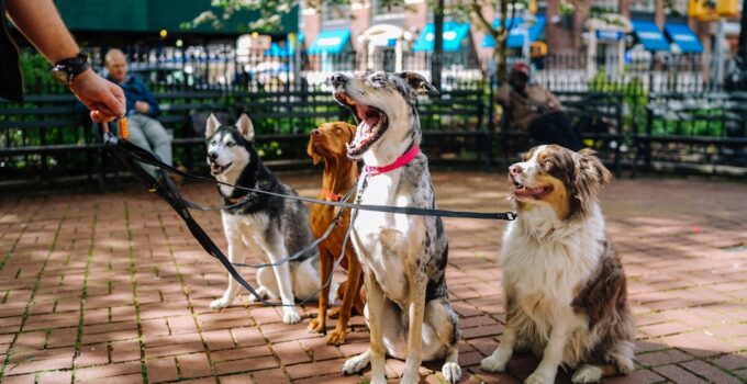 Photo Pet insurance policy