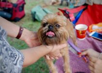 “How to Protect Your Pet from Seasonal Allergies”