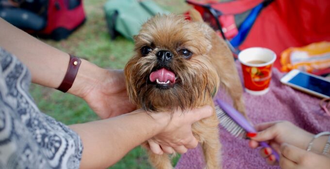 Photo Pet grooming